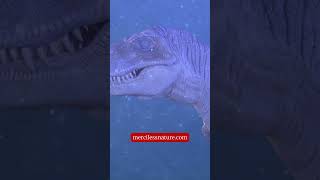 Handsome Trex