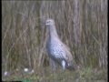 Slender-billed curlew compared to whimbrel and curlew