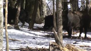 Watch Drt Dirt video