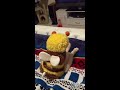 Cat in bee costume by Paylasman via 4GIFs.com