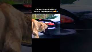 Lion Vs Fast Car He Sees Fast Food