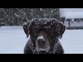 Fighting Dogs Funny Videos - Funny Aanimals & Dogs - New funny Videos 2019