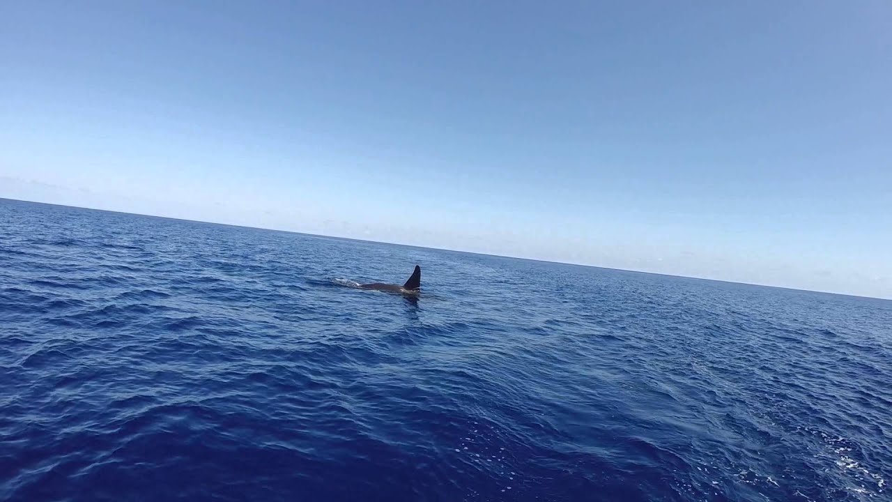 rencontre avec les orques