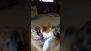 Dog Pile
