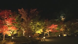 色づく紅葉、ライトアップ　京都・永観堂で試験点灯