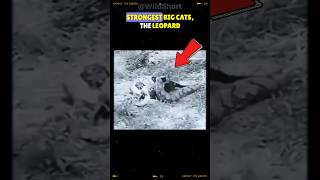 Black Panther Vs. Reticulated Python Who Would Win In A Fight?