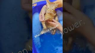 Mocca Mandi Gess