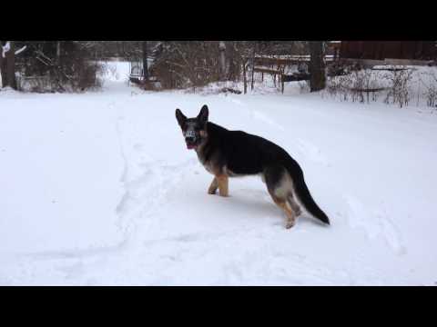 how much is a german shepherd how much are german shepherds at thedoglogs how much is a german shepherd how much are german shepherds at thedoglogs