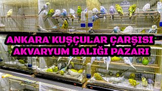 Ankara Kuşçular Çarşısı & Akvaryum Balığı Pazarı Ulusta Evcil Hayvan Cenneti