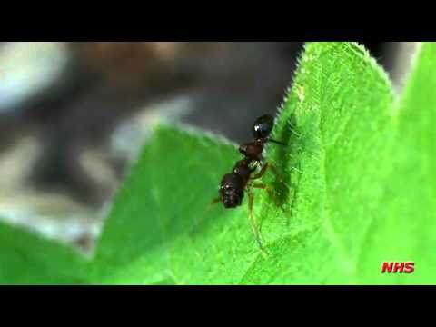 Ranker Video