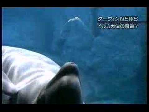 Beluga bubbles