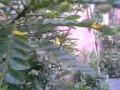 kepergok mesum di kebun