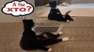 Приколы С Котами! С Озвучкой! Смешные Коты - Самые Смешные Животные #139