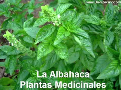 planta medicinal albahaca - YouTube planta medicinal albahaca - YouTube
