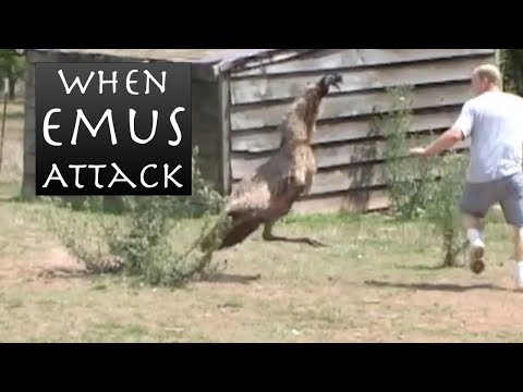 Emu Attack