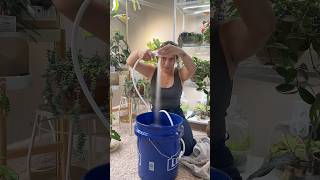 A New Favorite Watering Tool For 300 Houseplants
