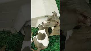 Getting Dogs To Crawl And Search