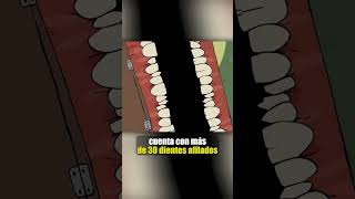 Quién Es The Smile Room?