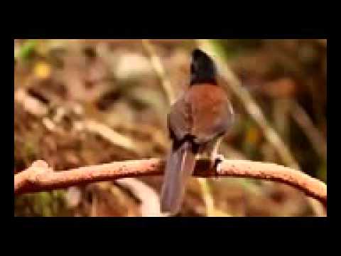 VIDEO : kicau burung surga di alam papua part 2 . -  ...