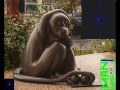 brass monkey video