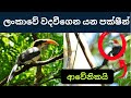 ශ්‍රී ලංකාවේ වදවීගෙන යන පක්ෂීන්. Endangered birds in Sri Lanka