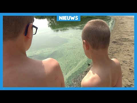 Pech: niet kunnen zwemmen door blauwalg | nos Pech: niet kunnen zwemmen door blauwalg | nos