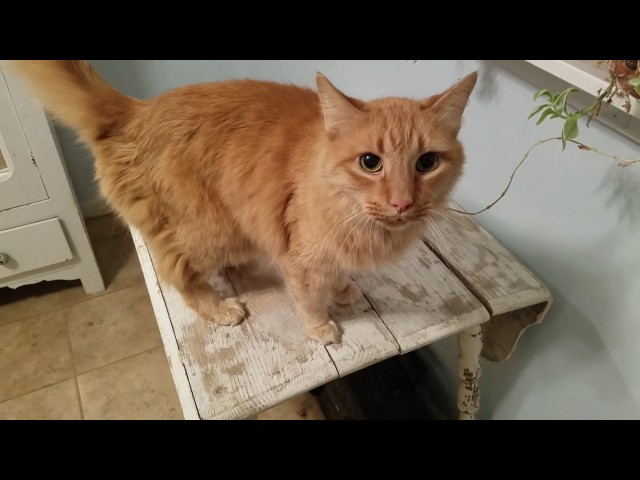 This Cat Totally Knows What He Wants - Video