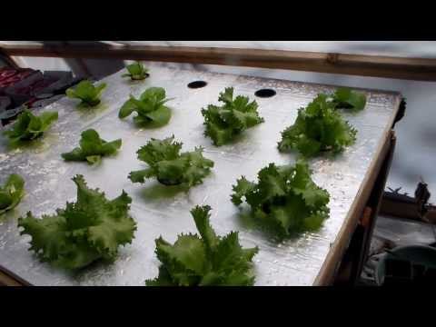 Hydroponic farming on mars hydroponic long stem roses