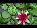 Beautiful Relaxing Music: Romantic Music, Piano Music, Violin Music, Cello Music, Sleep Music ★93