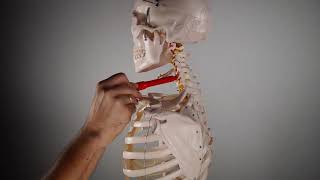 M INTERTRANSVERSO CERVICAL ANT