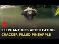 Pregnant elephant dies allegedly after eating pineapple fille...