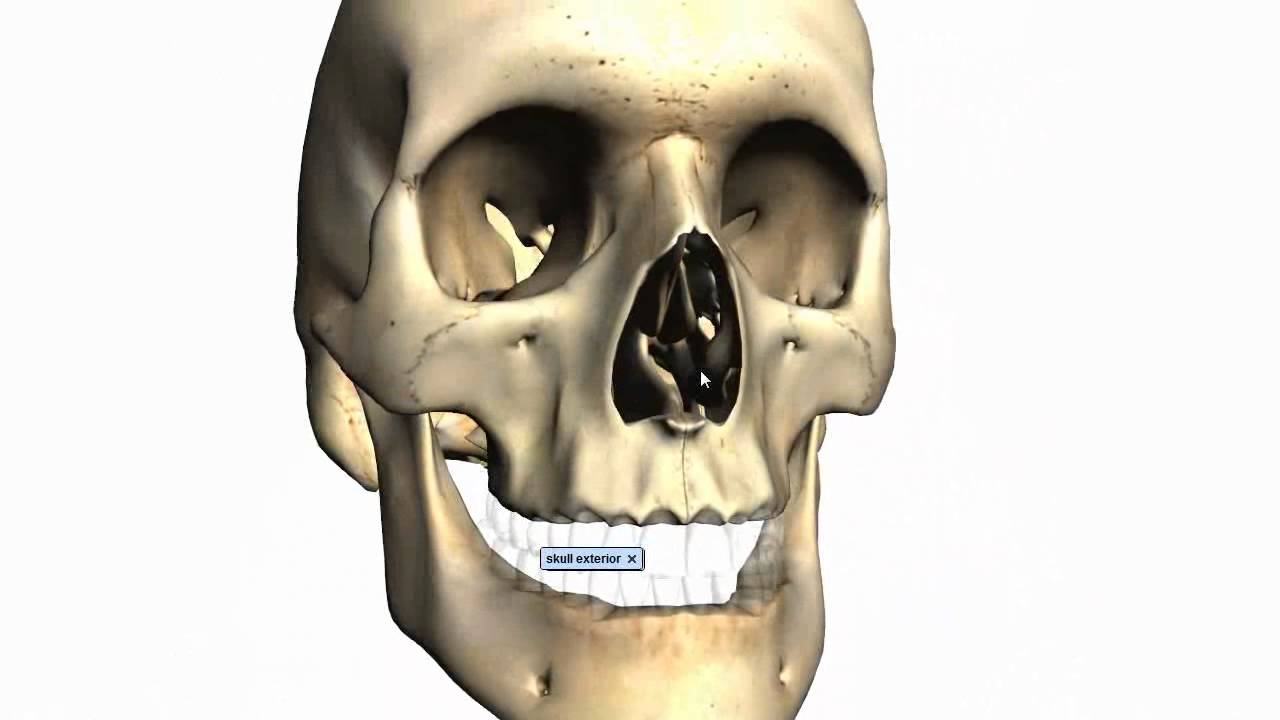 Skull tutorial (2) - Bones of the facial skeleton - Anatomy Tutorial