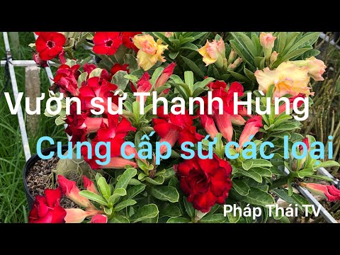 Vườn sứ Thanh Hùng chuyên cung cấp các loại sứ.//colorful porcelain flowers.//