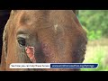 Honduran Cart Horses - Fly Fringe Appeal