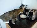 Cat vs. Toaster
