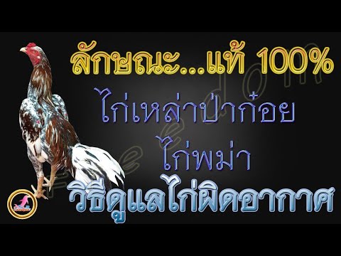 ลักษณะสายพันธุ์เหล่าป่าก๋อย พันธุ์ดูยังไง...!!!