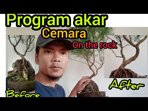 Cara program akar bonsai cemara udang(CASUARINA EQUISETIFOLIA) On the Rock