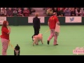 Obreedience | Set Exercise | Team Spanish Water Dog | Crufts 2014