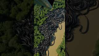 Leaked Military Drone Footage Reveals Giant Anaconda In The Amazon Jungle