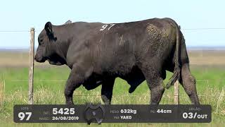 LOTE 97 - TOUROS BRANGUS - LEILÃO SÃO BIBIANO 2021