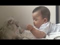 Cat Playing with Baby - Best of Cute Cats Love Babies Compilation