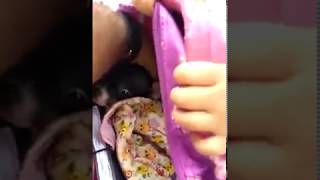 Menina Sapequinha