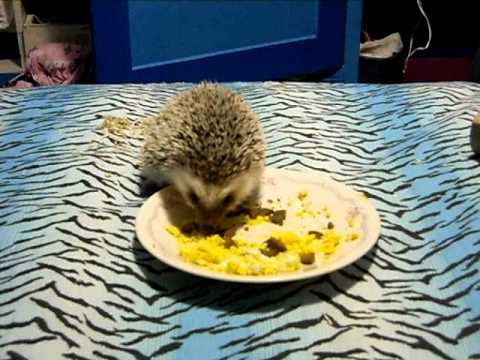 Pet Hedgehog Diet