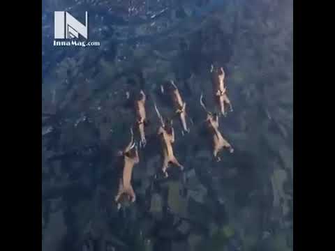 Đoạn clip về động vật gây hài hước 😂😂😂😂😂