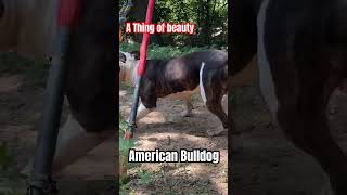 Spring Pole Can Do Wonders With High Energy Abulld