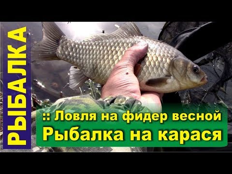 на что лучше ловить карася весной на фидер на что лучше ловить карася весной на фидер