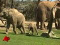 Raw Video: Baby Elephant Runs With Herd