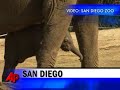 Raw Video: Baby Elephant Runs With Herd