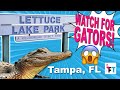Lettuce Lake Park - Tampa