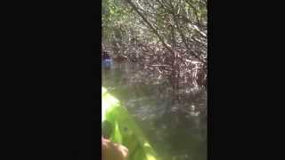 Kayaking the Mangrove Trails on Caladesi Island (near Honeymoon Island State Park)